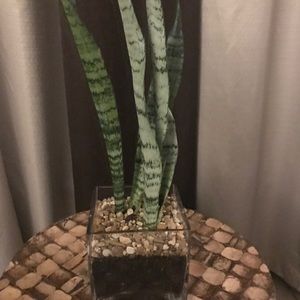 Live snake plant nice healthy nice!